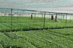 کمک ترکیه برای تولید گردوی مقاوم به سرمازدگی در اردبیل