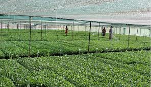 کمک ترکیه برای تولید گردوی مقاوم به سرمازدگی در اردبیل