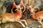 1039 شکارچی غیر مجاز دستگیر شدند