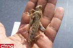 وزارت بهداشت به انتشار ویدئوهای خوردن ملخ در فضای مجازی واکنش نشان داد