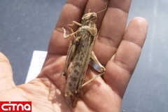 وزارت بهداشت به انتشار ویدئوهای خوردن ملخ در فضای مجازی واکنش نشان داد