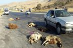 25 گوسفند بر اثر برخورد با خودرو در تایباد تلف شدند