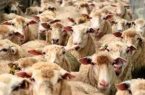 واردات دام از ترکیه به زودی آغاز می شود
