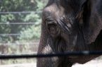 آمار حیوانات روانی شده در باغ وحش‌ها رو به افزایش/ اجبار حیوانات به زاد و ولد برای فروش توله‌ها/ وضعیت نامناسب حیوانات در باغ وحش‌های خانگی