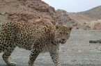 رهایی پلنگ ایرانی از چنگال انقراض