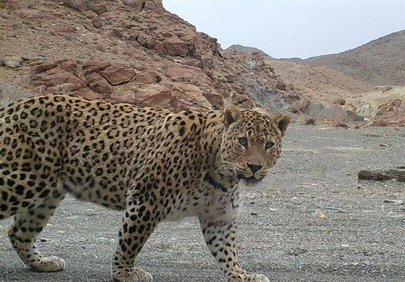 رهایی پلنگ ایرانی از چنگال انقراض