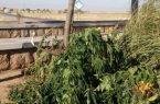 قتل عام ۱۱۴ درخت در منطقه گردشگری نیشابور