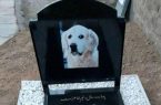 دستگیری عاملان دفن سگ در مسجد