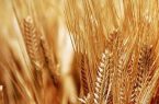دستگیری عاملان گندم‌های آلوده به فضولات حیوانی