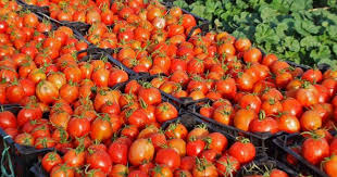 کاهش قیمت گوجه فرنگی