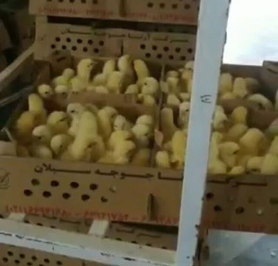 با جوجه‌کُش‌ها برخورد جدی می‌شود