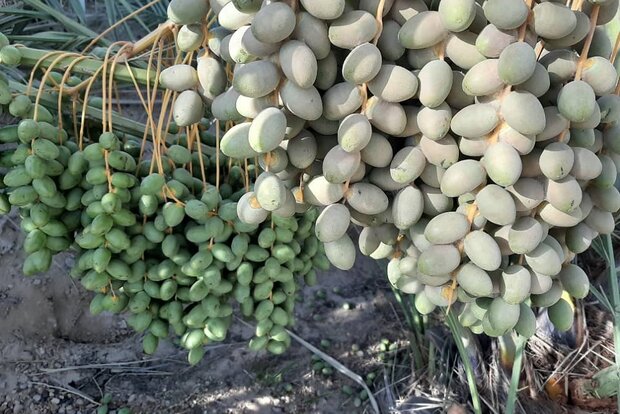 آفت پرخطر در استان بوشهر/ «تارتن» ۹۰ درصد نخیلات را تهدید میکند