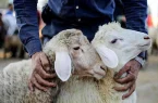 ۴۰ پایگاه جمع‌آوری نذورات عید قربان برپا شد
